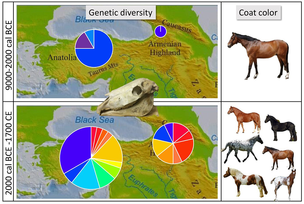 Origine des chevaux domestiques