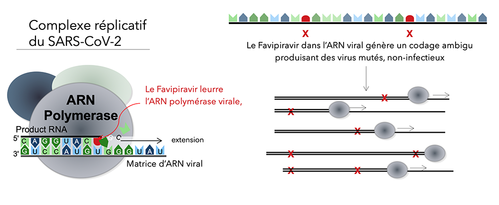 L'ARN polymérase du SARS-CoV2 est-elle son tendon d'Achille ?