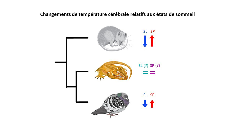 Les dragons ne réchauffent pas leur cerveau pendant le sommeil, contrairement aux pigeons et aux mammifères