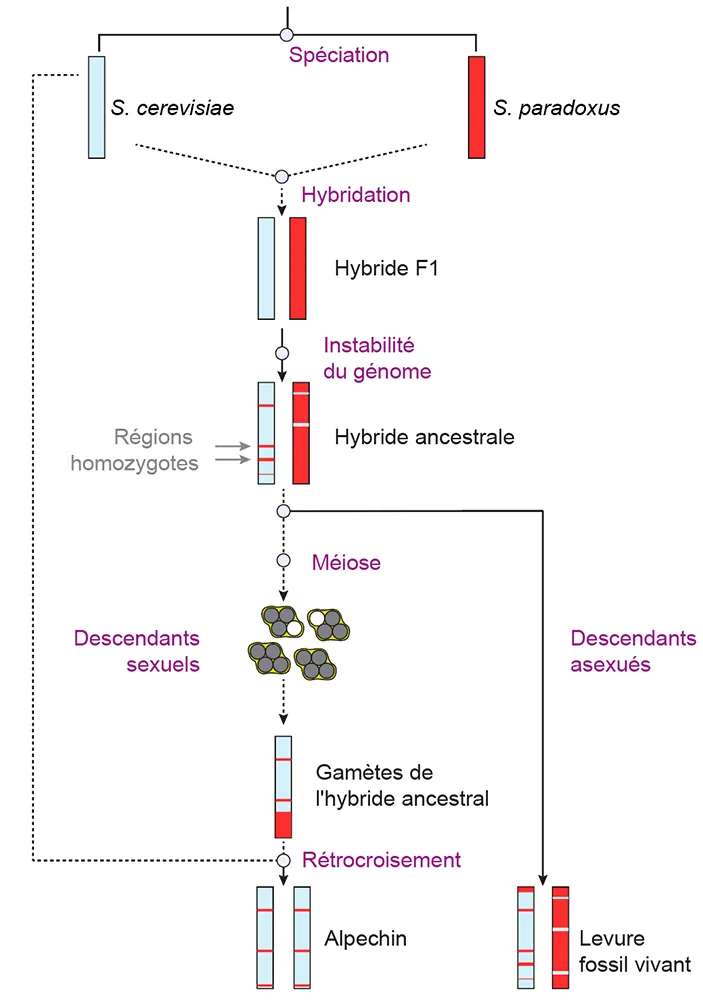 Introgression génomique entre espèces