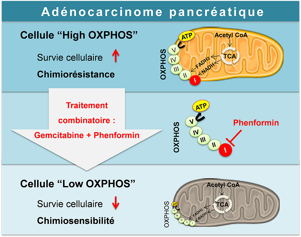Les mitochondries, nouvelles cibles thérapeutiques potentielles dans le cancer du pancréas