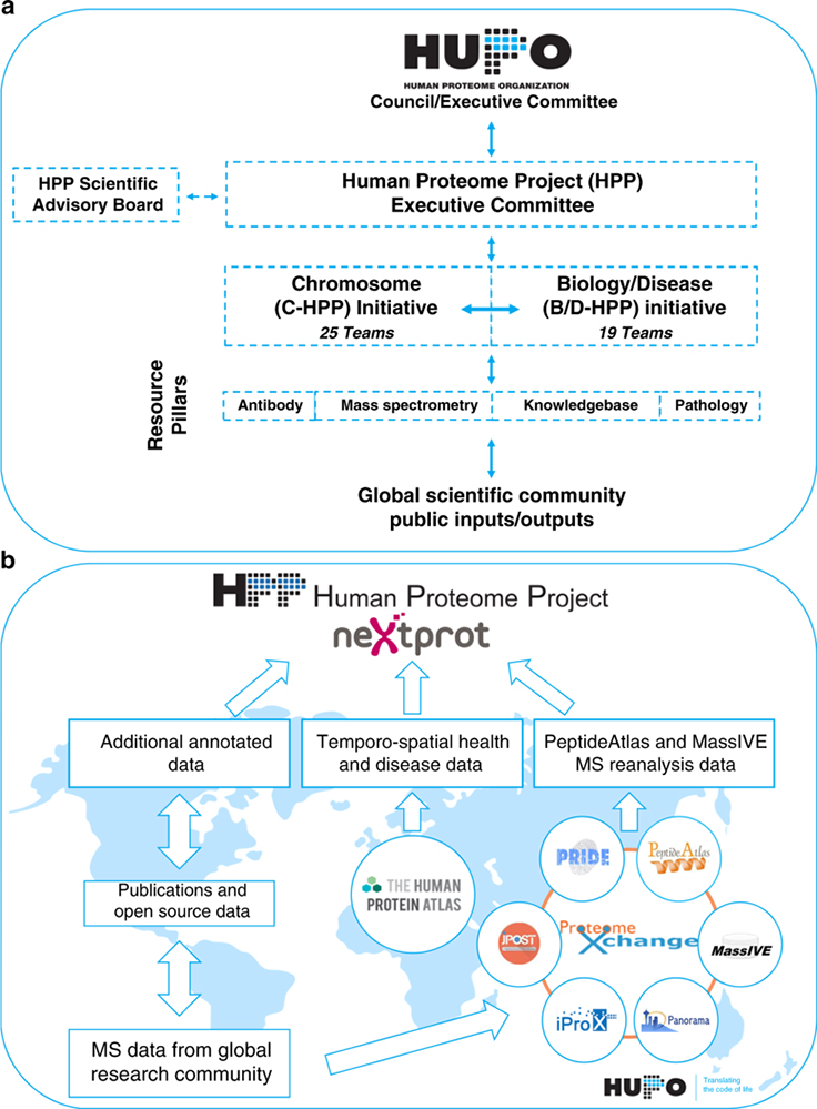 Une première carte du protéome humain publiée par le Human Proteome Project
