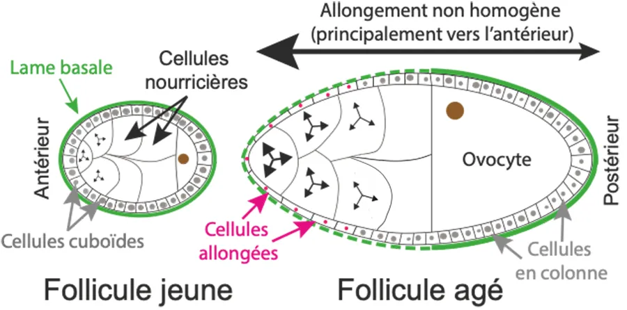 Comment des cellules aplatissent leurs voisines pour former un organe allongé