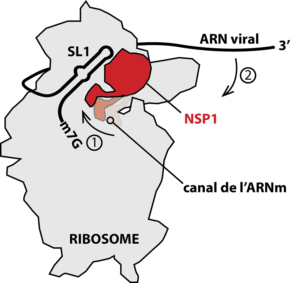 COVID-19: Une structure en épingle à cheveux contrôle la traduction du génome du coronavirus