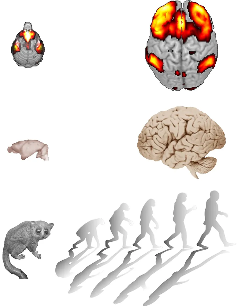 Comment fonctionne le cerveau du plus petit primate du monde ?