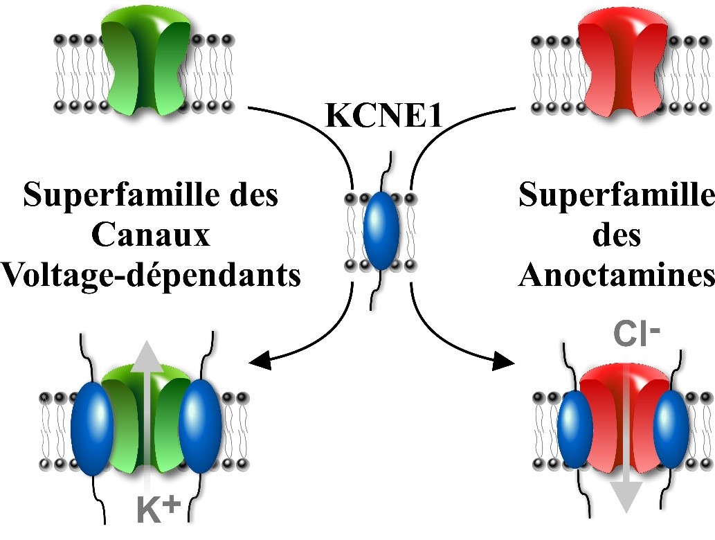 Quand un canal ionique en cache un autre