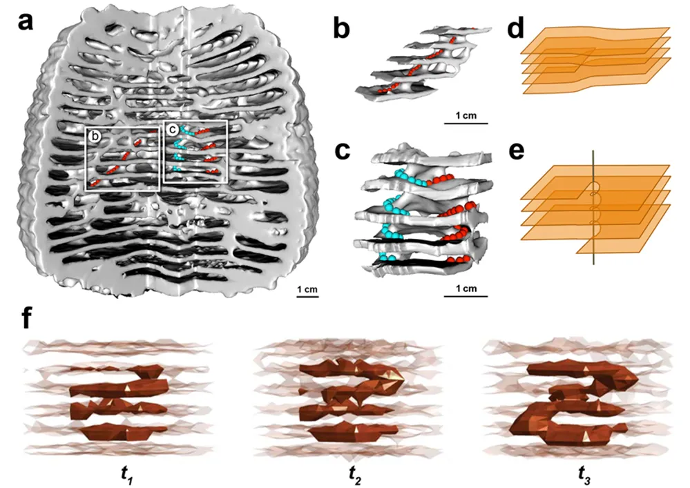 Des défauts topologiques à l’origine de la complexité des nids de termites Apicotermes