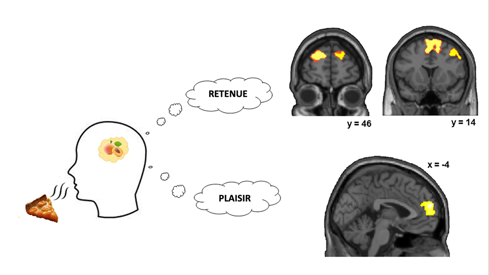 Comment notre cerveau régule-t-il la prise alimentaire ?