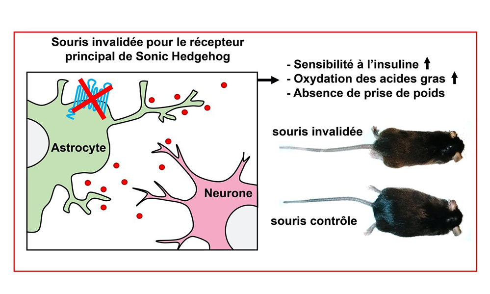 Prévention de l’obésité et du diabète: une nouvelle piste identifiée dans le cerveau