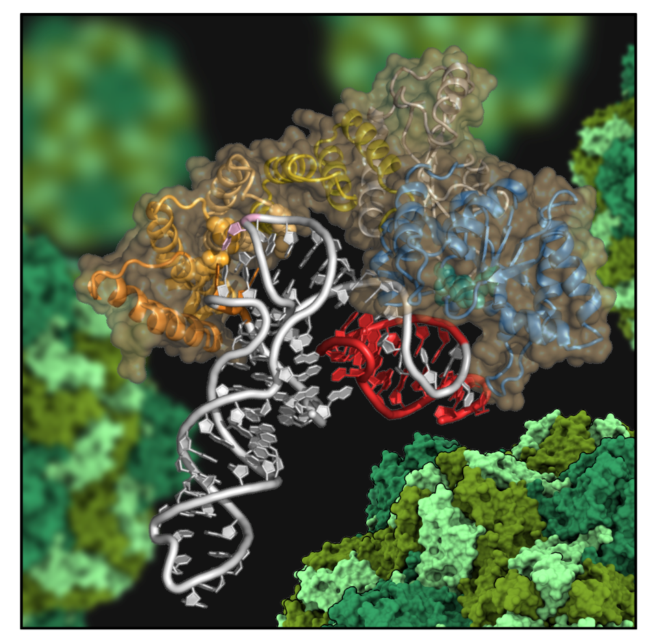 Une enzyme de plante détournée pour lutter contre des virus