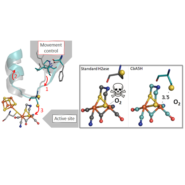 Métalloenzymes: comment des acides aminés distants du site actif impactent leur réactivité