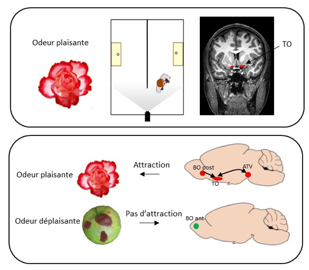 Certaines odeurs ont le pouvoir d’agir comme des récompenses sur notre cerveau