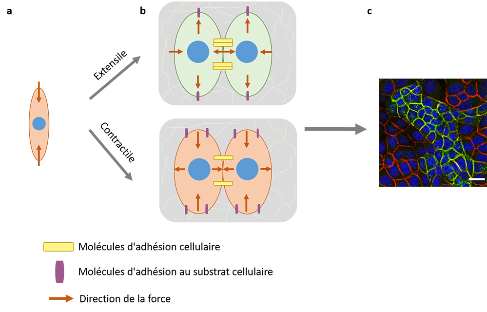 Tissus biologiques: voici comment le collectif peut prendre le pas sur l’individuel