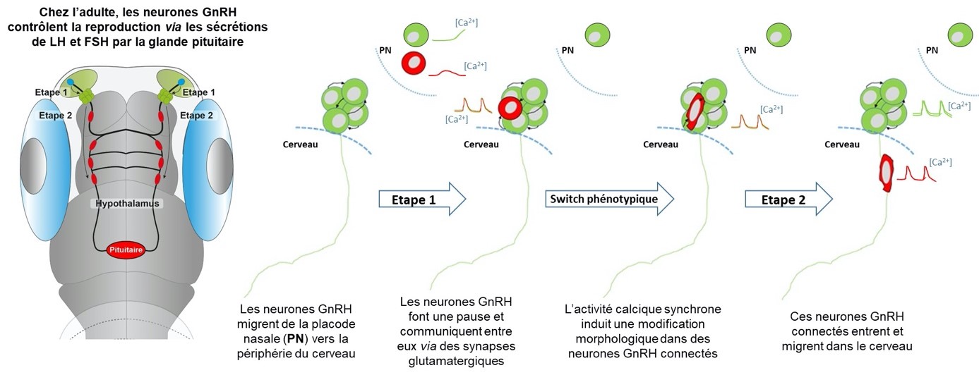 Migration des neurones GnRH: quand communiquer permet de préserver l’espèce