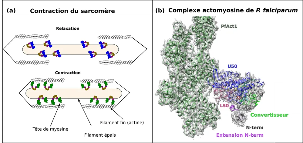 La microscopie électronique pour décrire l’évolution des moteurs moléculaires
