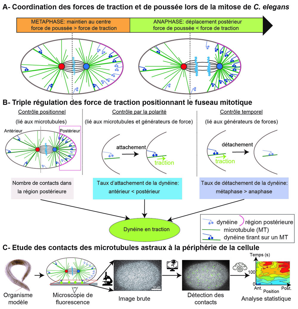 La chorégraphie du fuseau lors des divisions des cellules souches