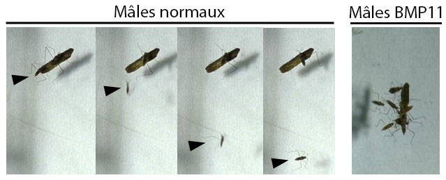 Comment obtenir de grandes jambes