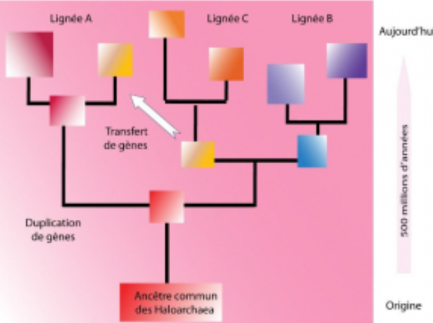 Résurrection d’états ancestraux d’une enzyme permettant la vie à haute salinité