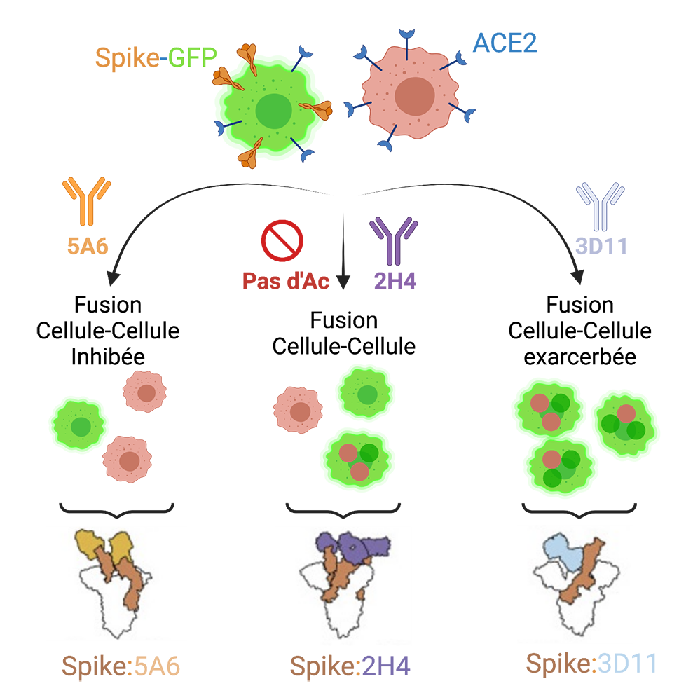 Covid-19: Effets surprenants de certains anticorps neutralisant la protéine Spike du virus