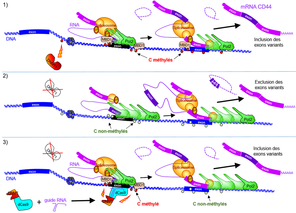 Les variations des ARN messagers dépendent de la méthylation de l'ADN