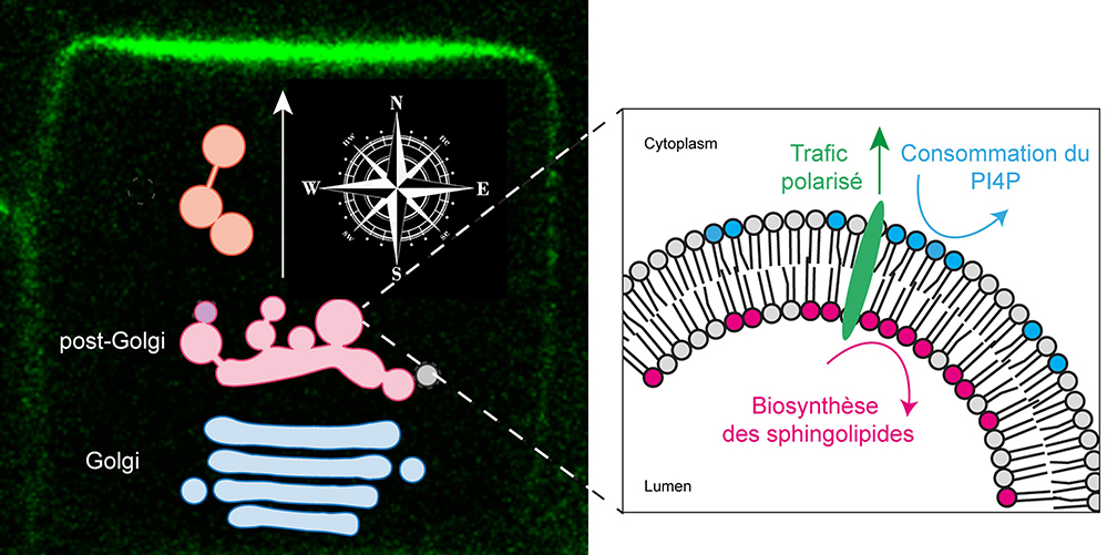 Les lipides des membranes biologiques, boussole de la cellule