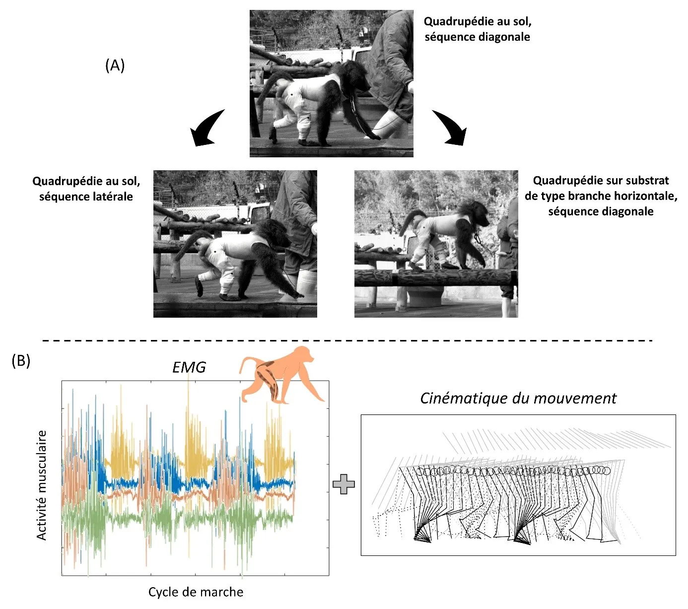 La marche du babouin: entre efficacité et flexibilité du mouvement
