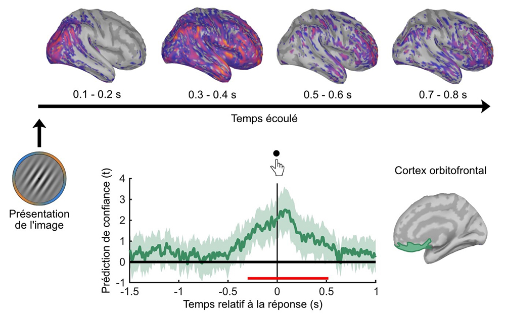 Des circuits neuronaux différents pour la perception et la confiance