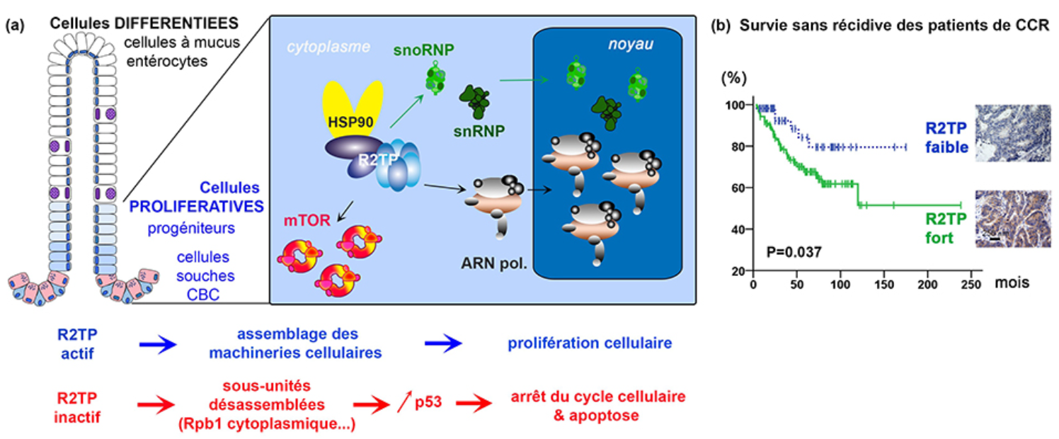 Prolifération cellulaire par assemblage de nanomachines biologiques