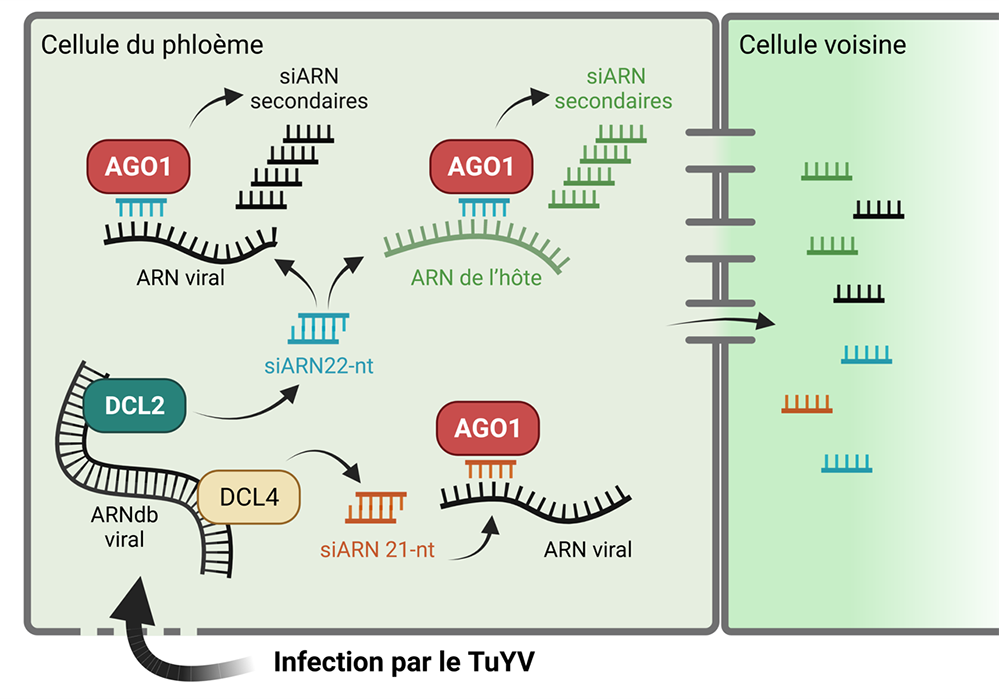Une défense antivirale inattendue dans les tissus vasculaires des plantes