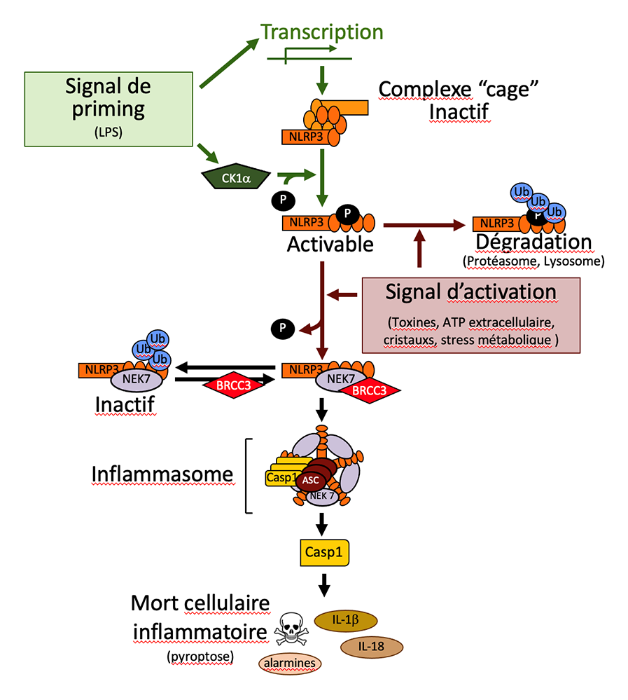 La phosphorylation de NLRP3, nouvelle cible thérapeutique contre l’inflammation ?