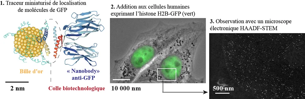 Cibler et positionner des protéines à l’intérieur des cellules humaines, à la molécule près !