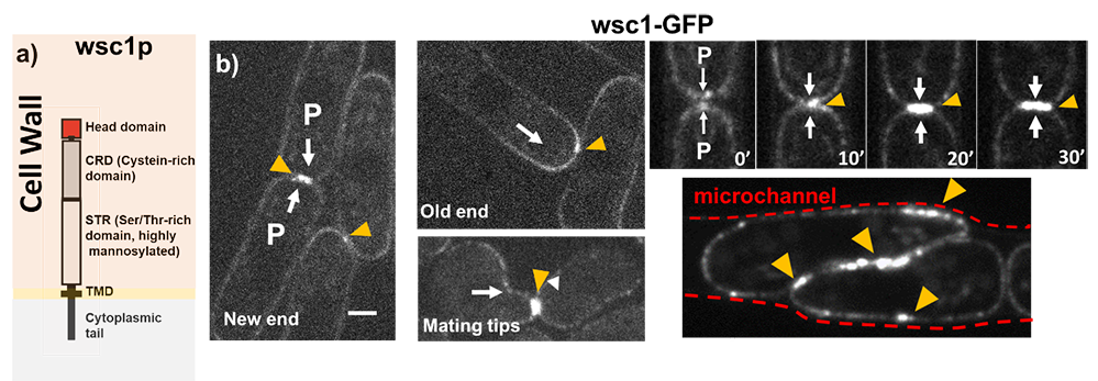 Comment la paroi détecte les forces à la surface des cellules