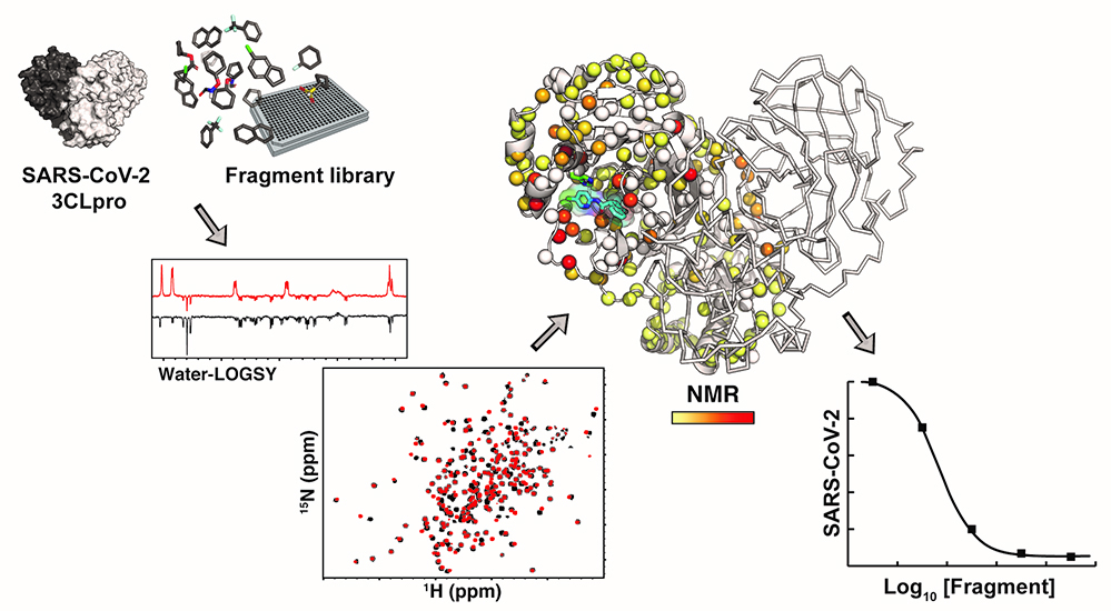 Une première analyse par spectroscopie RMN de la protéase 3CLpro du SARS-CoV-2