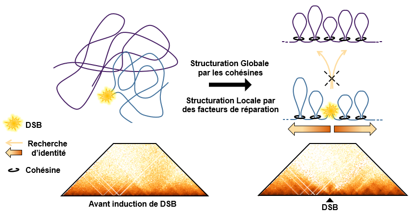 La cohésine contrôle la recherche d’homologie lors de la réparation des cassures de l’ADN
