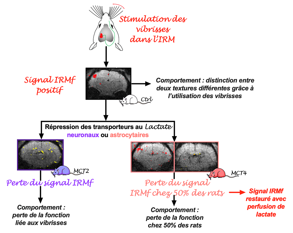 Énergiser ses neurones: l’astrocyte donne le LA(ctate)