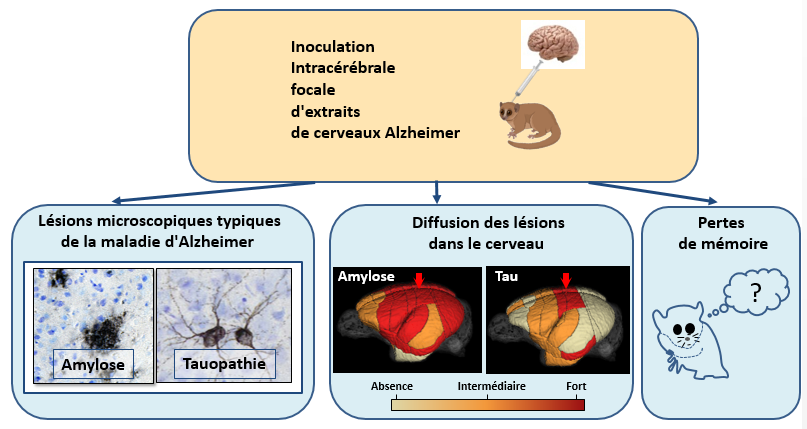 Transmission expérimentale des lésions de la maladie d'Alzheimer