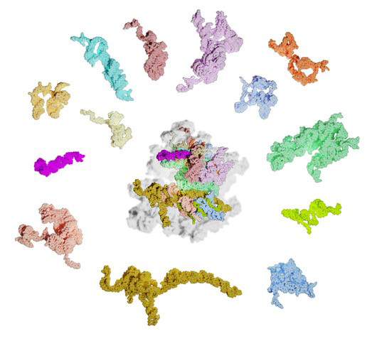 Un ribosome façon puzzle dans les mitochondries d’algue !