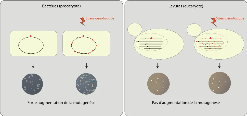 Bactéries et levures gèrent différemment les stress génotoxiques
