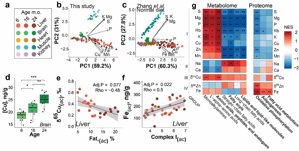 Les métaux dans le corps: biomarqueurs du vieillissement et de la santé métabolique