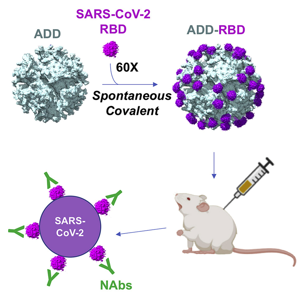 Covid-19: un vaccin inspiré de l’adénovirus