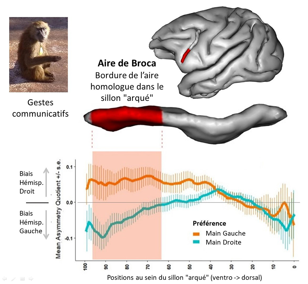 Langage: similitude dans l'aire de Broca du cerveau de l'homme et du singe