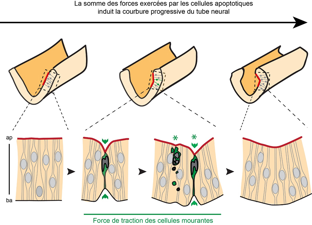 L’étonnante force des cellules mourantes dans la formation du système nerveux chez les vertébrés !