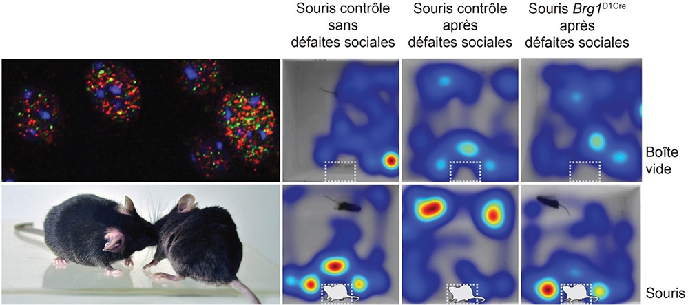 Le stress modèle nos comportements en remodelant la chromatine