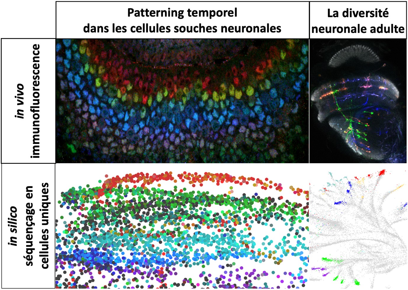 Une cascade temporelle régule la diversité neuronale dans le cerveau