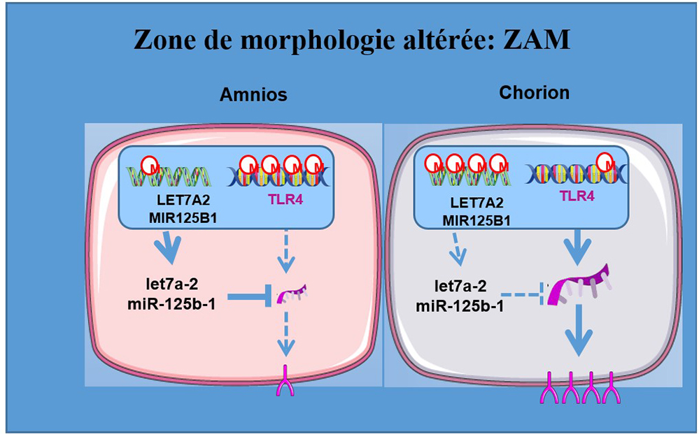 Boost de TLR4 dans les membranes foetales lors de l'accouchement