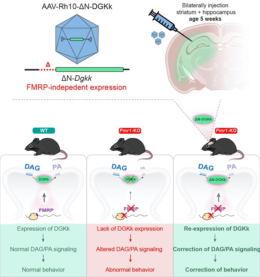 Une preuve de concept préclinique de thérapie génique pour le syndrome de l’X fragile