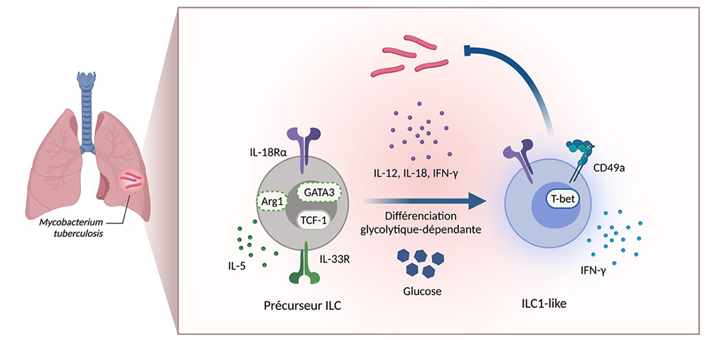 Des cellules lymphoïdes innées contre Mycobacterium tuberculosis