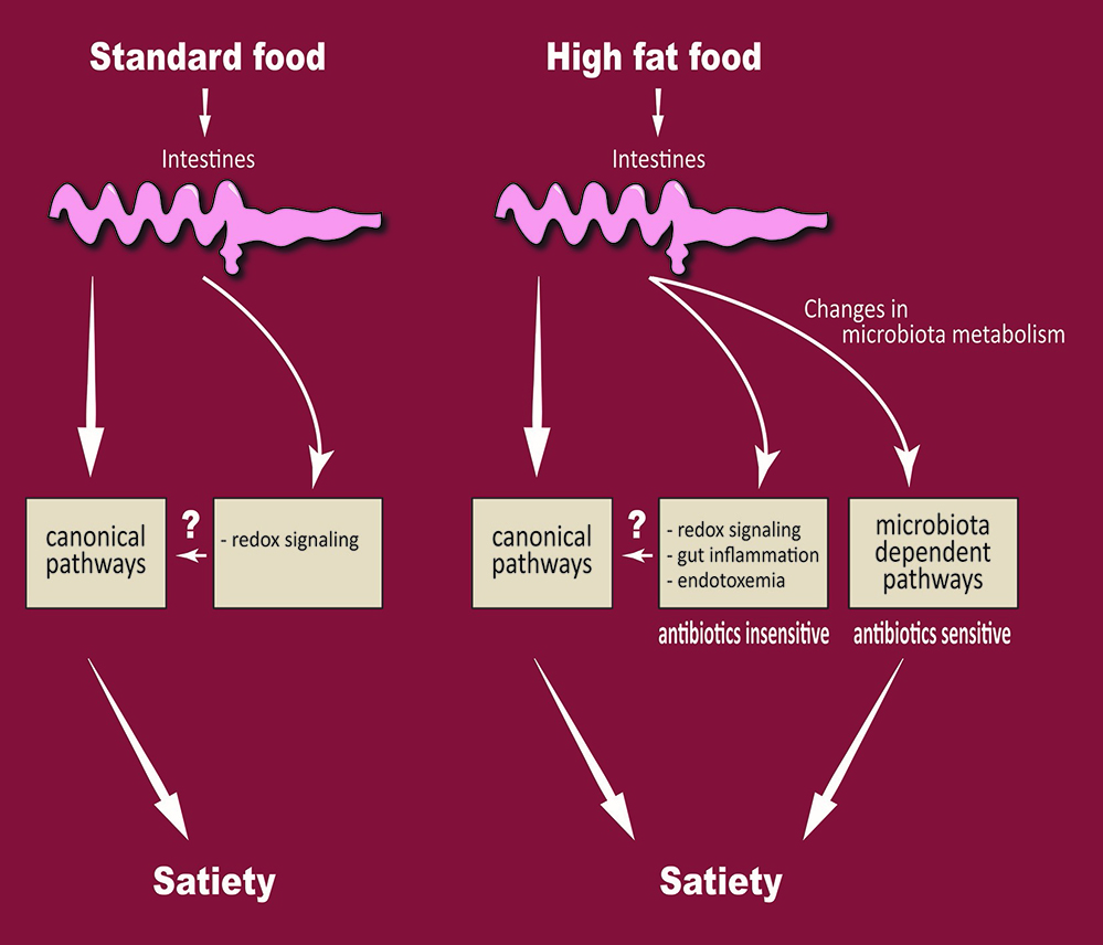 Notre appétit est-il contrôlé naturellement par notre microbiote intestinal ?