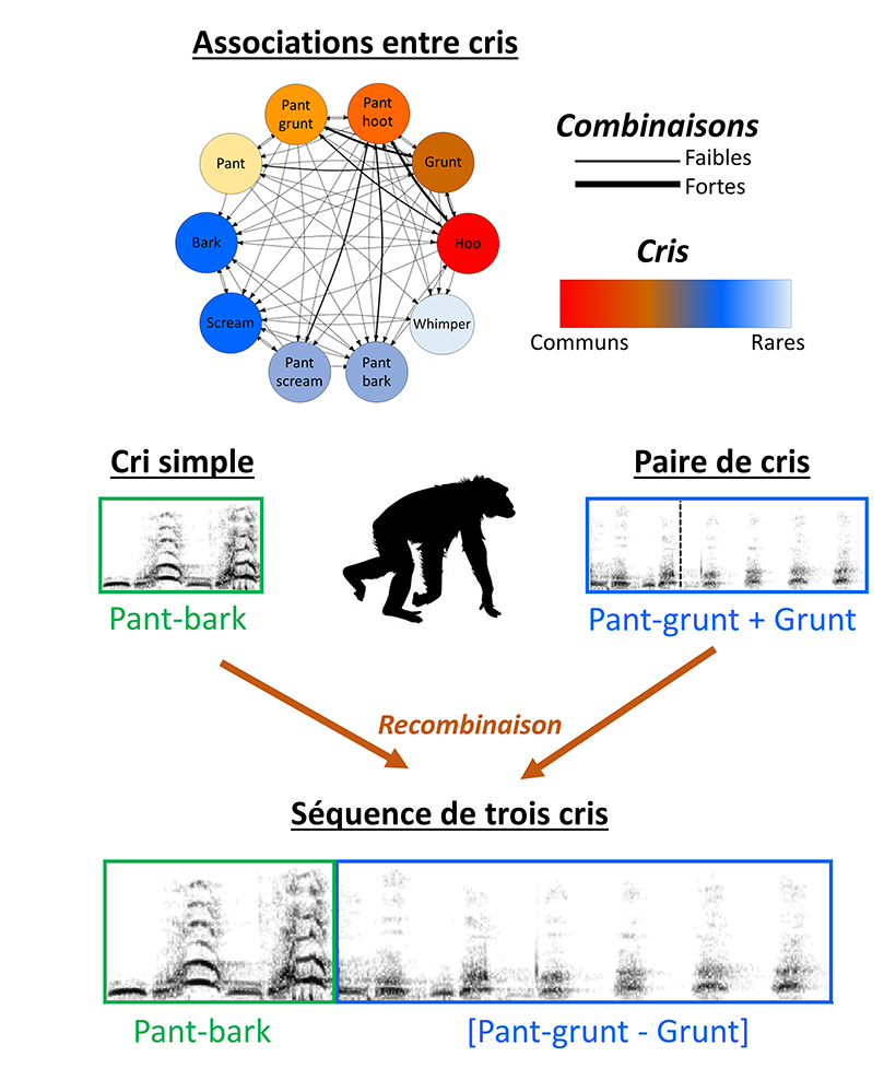 Les chimpanzés utilisent de nombreuses séquences vocales structurées pour communiquer