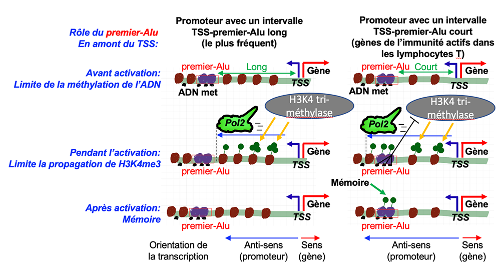 Entre les murs - Bornes et modules mémoires des sites régulateurs de la transcription